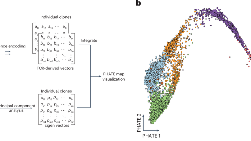 CD4+ T cells exhibit distinct transcriptional phenotypes in the lymph nodes and blood following mRNA vaccination in humans